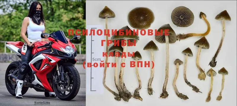 Галлюциногенные грибы Psilocybe  Западная Двина 